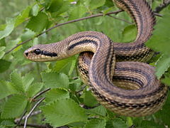 Elaphe quatuorlineata.jpg